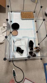 Domestic Medium Hair Cats Available for Adoption in Chicago, Illinois - Lily Copy #1 | PetCurious