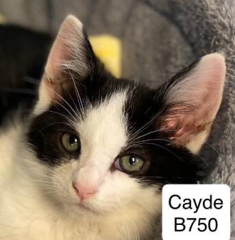 Rescue Domestic Short Hair Cats for Adoption in Morganton, North Carolina - Cayde | PetCurious