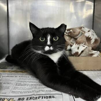 Zipporah -  Domestic Short Hair Cat for Adoption in Lyndhurst, Virginia - Zipporah | PetCurious