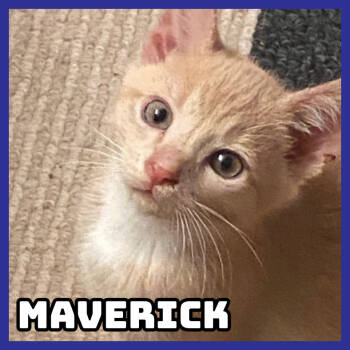 Rescue Domestic Short Hair Cats for Adoption in Glenwood, Minnesota - Maverick | PetCurious