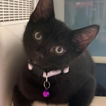 Domestic Short Hair Cats Available for Adoption in East Hanover, New Jersey - Laa-Laa | PetCurious