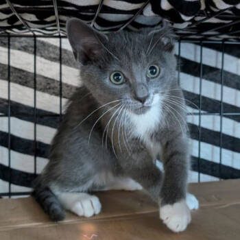 Rescue Domestic Short Hair Cats for Adoption in Merrifield, Virginia - Basil Ellis | PetCurious