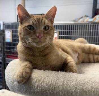 Domestic Short Hair Cats Available for Adoption - Sunspot | PetCurious