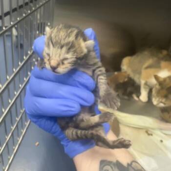 Flynn Rider -  Domestic Short Hair Cat for Adoption in Greensboro, North Carolina - Flynn Rider | PetCurious
