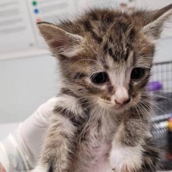 Bella -  Domestic Short Hair Cat for Adoption in Los Angeles, California - Bella | PetCurious