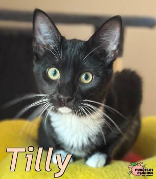 Rescue Domestic Short Hair Cats for Adoption in Douglasville, Georgia - Tilly | PetCurious