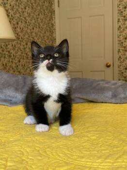 Rescue Tuxedo Cats for Adoption in Charlotte, North Carolina - Camilla | PetCurious