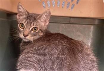 A761879 -  Domestic Short Hair Cat for Adoption in Long Beach, California - A761879 | PetCurious