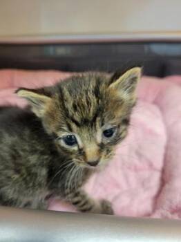 Pop Tart -  Domestic Short Hair Cat for Adoption in Fishers, Indiana - Pop Tart | PetCurious