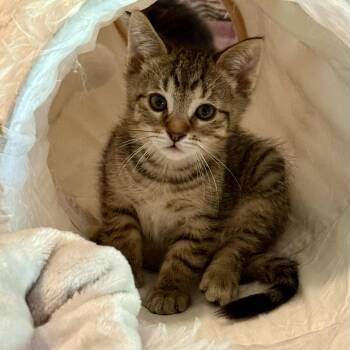 Rescue Tabby Cats for Adoption in Grand Rapids, Michigan - Dusty | PetCurious