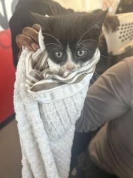 Domestic Short Hair Cats Available for Adoption in West Chester, Pennsylvania - Narwhal | PetCurious