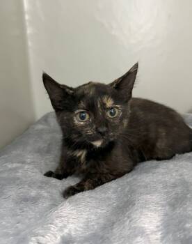 Rescue Domestic Medium Hair Cats for Adoption in Genoa, Illinois - Reeda | PetCurious