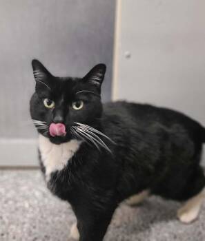 Domestic Short Hair Cats Available for Adoption - Tuxedo | PetCurious