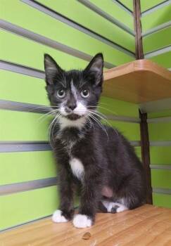 PAISLEY -  Domestic Short Hair Cat for Adoption in St. Peters, Missouri - PAISLEY | PetCurious