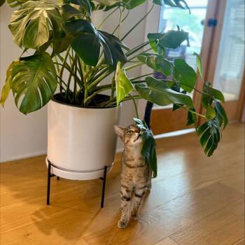 Zenitsu Houston -  Domestic Short Hair Cat for Adoption in Denver, Colorado - Zenitsu Houston | PetCurious