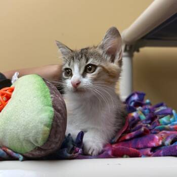 Twix -  Domestic Medium Hair Cat for Adoption - Twix | PetCurious