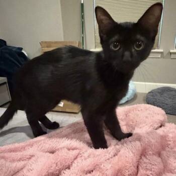 Dottie -  Domestic Short Hair Cat for Adoption in Bentonville, Arkansas - Dottie | PetCurious