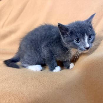 Bubbles -  Domestic Short Hair Cat for Adoption in Lewisville, Texas - Bubbles | PetCurious