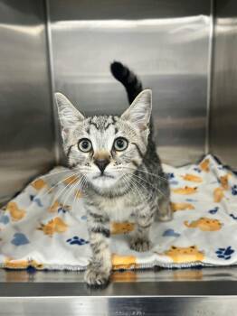 Marx -  Domestic Short Hair Cat for Adoption in Blaine, Minnesota - Marx | PetCurious