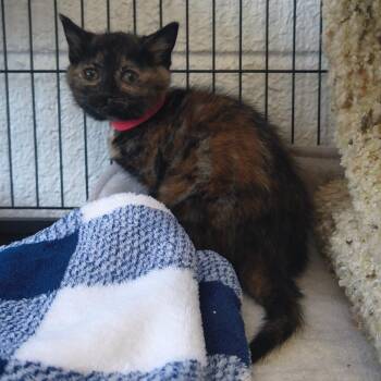 Cali -  Domestic Short Hair Cat for Adoption in Moses Lake, Washington - Cali | PetCurious