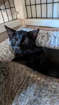 Travis -  Domestic Short Hair Cat for Adoption in St. Augustine, Florida - Travis | PetCurious