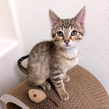 Autumn -  Domestic Short Hair Cat for Adoption in Green Bay, Wisconsin - Autumn | PetCurious