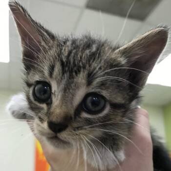 Domestic Short Hair Cats Available for Adoption in Lynchburg, Virginia - Firefly | PetCurious