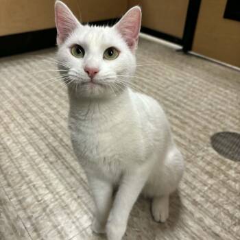 Domestic Short Hair Cats Available for Adoption - Willow  | PetCurious