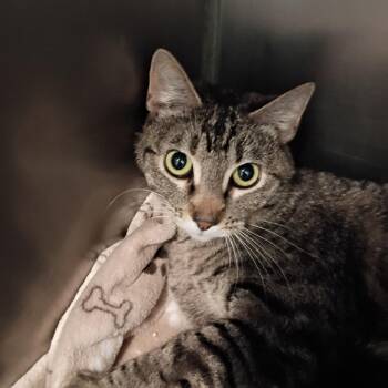 kami -  Domestic Short Hair Cat Available for Adoption in Show Low, Arizona - Kami | PetCurious