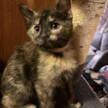 Rose -  Domestic Short Hair Cat for Adoption in Chesapeake Beach, Maryland - Rose | PetCurious