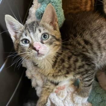 Ember -  Domestic Short Hair Cat Available for Adoption in Jupiter, Florida - Ember | PetCurious