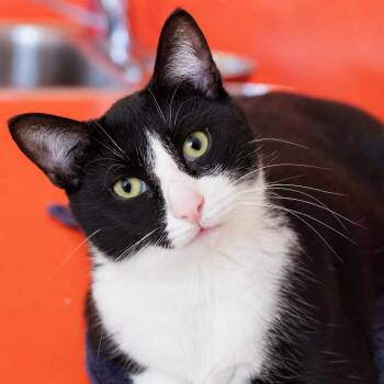 Domestic Short Hair Cats Available for Adoption in Pontiac, Michigan - Dyson | PetCurious