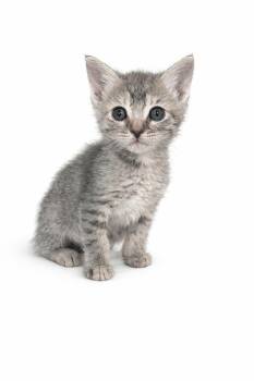 Domestic Short Hair Cats Available for Adoption in Long Beach, California - Pistachio | PetCurious