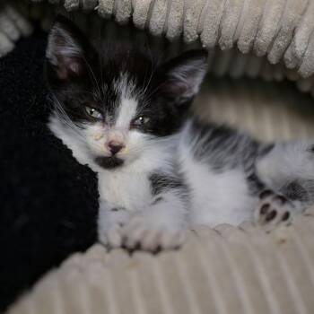 PEZ -  Domestic Short Hair Cat for Adoption in Richmond, California - PEZ | PetCurious