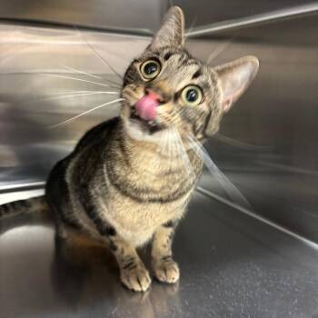 Rambo -  Domestic Short Hair Cat for Adoption in Ottawa, Kansas - Rambo | PetCurious