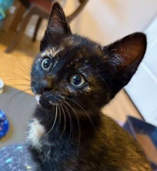 Domestic Short Hair Cats Available for Adoption in Vancouver, Washington - Macey | PetCurious