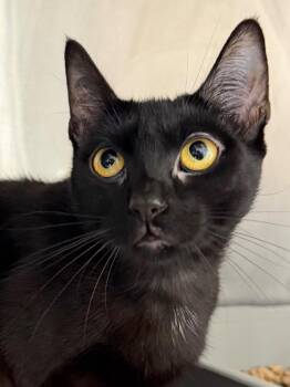 Dalia -  Domestic Short Hair Cat for Adoption in Pomona, New York - Dalia | PetCurious