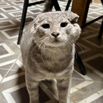 Cooper -  Scottish Fold and Domestic Short Hair Cat for Adoption in Lincoln University, Pennsylvania - Cooper | PetCurious