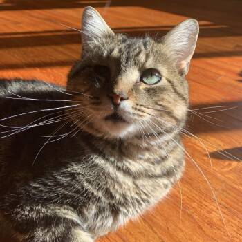 Rescue Domestic Short Hair Cats for Adoption in Buffalo, New York - Virgil | PetCurious