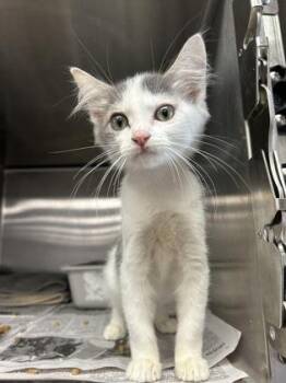 Mochi -  Domestic Medium Hair and Domestic Short Hair Cat for Adoption in Houston, Texas - Mochi | PetCurious