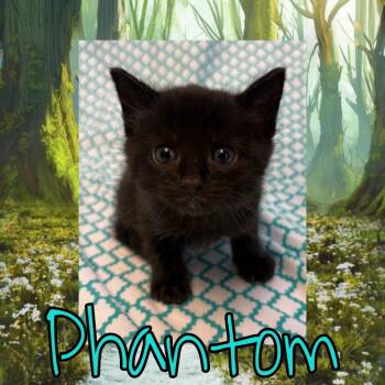 Domestic Medium Hair Cats Available for Adoption in Royse City, Texas - Phantom | PetCurious