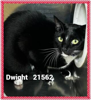 DWIGHT -  Domestic Short Hair Cat for Adoption in Marietta, Georgia - DWIGHT | PetCurious