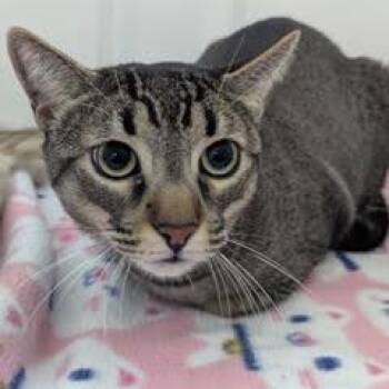 Rescue Tabby Cats for Adoption in Green Valley, Arizona - Milo--Adoptable With Bonded Companion, Caramelo | PetCurious