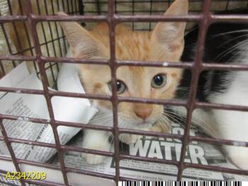 NOODLE -  Domestic Short Hair Cat for Adoption in West Palm Beach, Florida - NOODLE | PetCurious