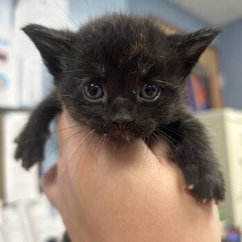 Gertie -  Domestic Short Hair Cat for Adoption in Saint Joseph, Missouri - Gertie | PetCurious