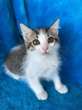 Yuzu -  Domestic Medium Hair Cat for Adoption in Corpus Christi, Texas - Yuzu | PetCurious