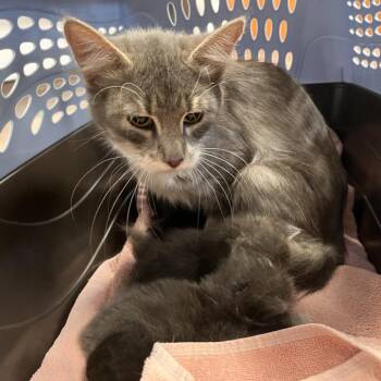 Cremini -  Domestic Short Hair Cat for Adoption in Brentwood, Missouri - Cremini | PetCurious