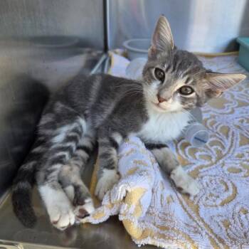 RAZZLE -  Domestic Short Hair Cat for Adoption in Norco, California - RAZZLE | PetCurious