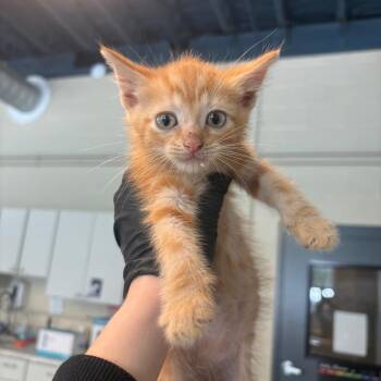 Artemis -  Domestic Short Hair Cat for Adoption in Huntington, West Virginia - Artemis | PetCurious