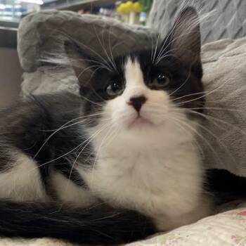 Blossom -  Domestic Medium Hair Cat for Adoption in Swansea, Illinois - Blossom | PetCurious